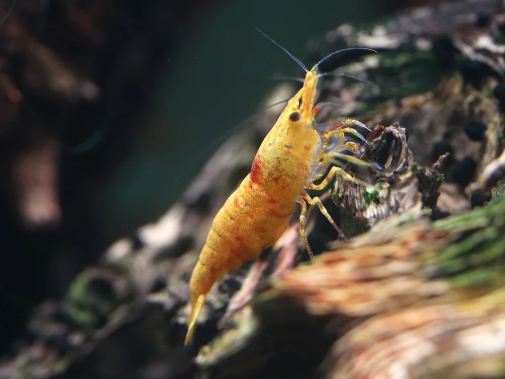 Calico Sunkist Shrimp (Neocaridina Davidi) Tank Bred - Nestor' Aquariums & Pets