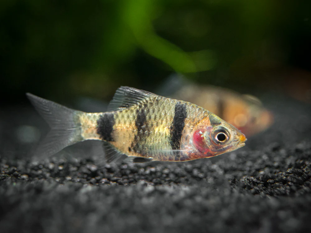 Black Ruby Barb (Pethia nigrofasciata), Tank-Bred!!! - Nestor' Aquariums & Pets