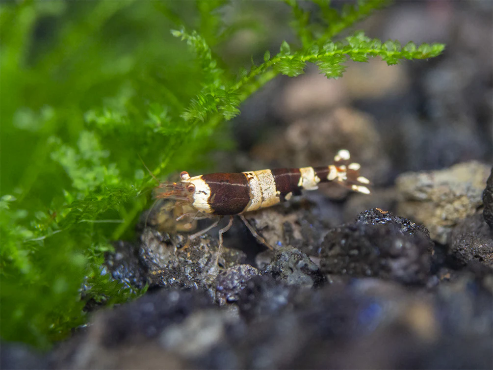 Crystal Black Shrimp Combo Box - Nestor' Aquariums & Pets