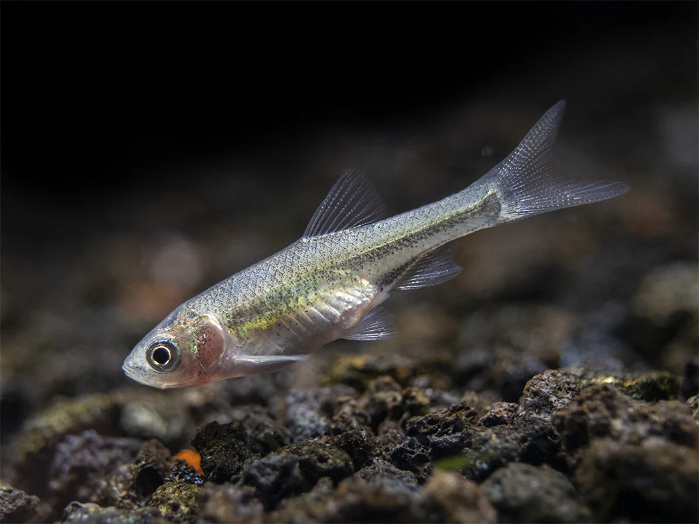 Red Shiner (Cyprinella lutrensis), Tank-Bred! - Nestor' Aquariums & Pets