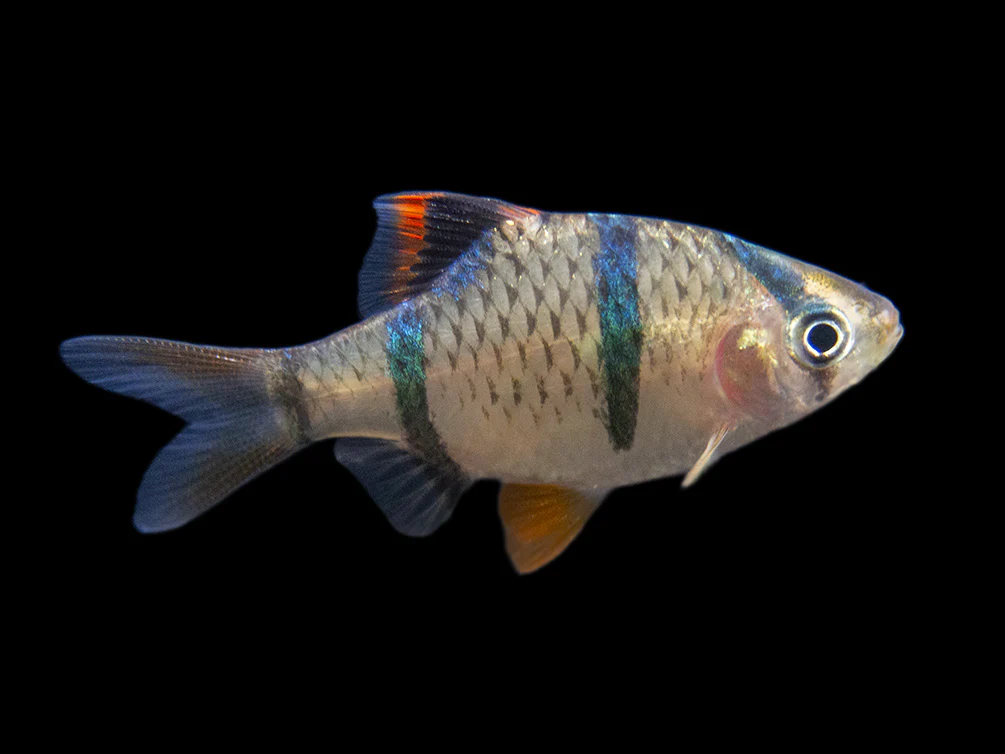 Tiger Barb (Puntigrus tetrazona), Tank-Bred - Nestor' Aquariums & Pets