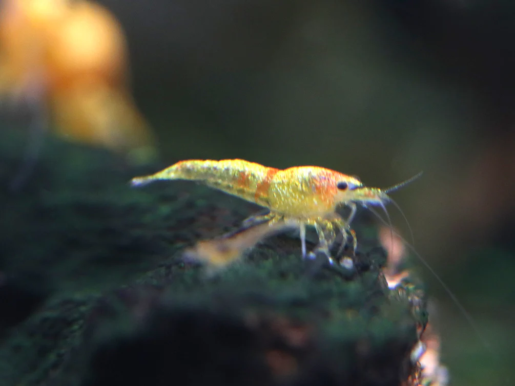 Calico Sunkist Shrimp (Neocaridina Davidi) Tank Bred - Nestor' Aquariums & Pets