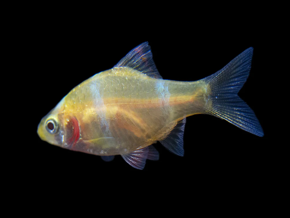 Albino Tiger Barb (Puntigrus tetrazona), Tank-Bred - Nestor' Aquariums & Pets