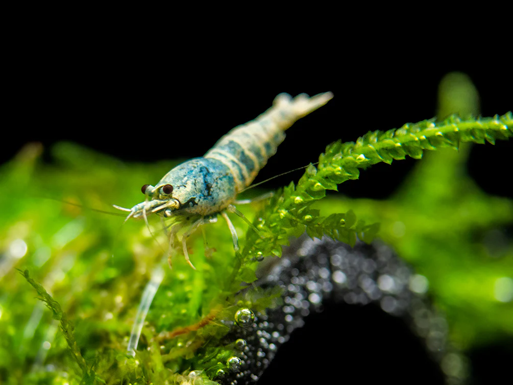 Blue Bolt Shrimp (Caridina cantonensis var. “Blue Bolt”), A-S Grade, Tank-Bred - Nestor' Aquariums & Pets