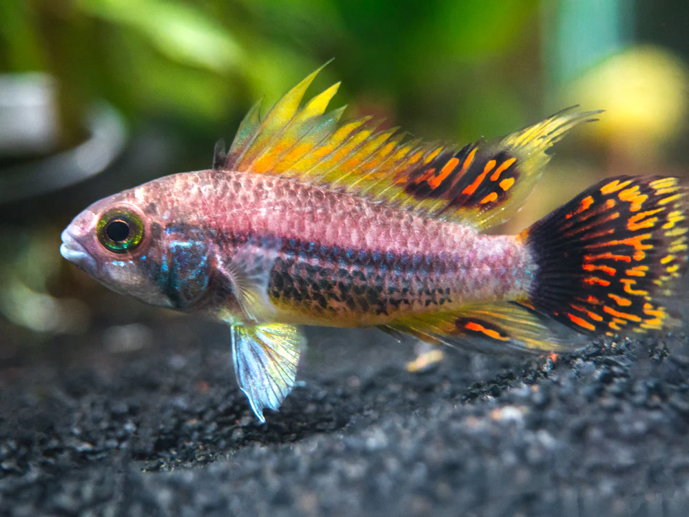 Triple Red Cockatoo Dwarf Cichlid (Apistogramma cacatuoides), Tank-Bred - Nestor' Aquariums & Pets
