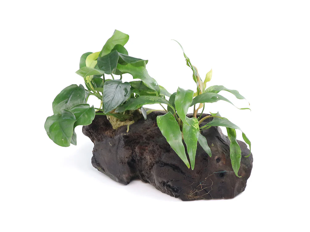 Anubias Barteri Var Nana + Minima on Pterocarpus Wood - Nestor' Aquariums & Pets
