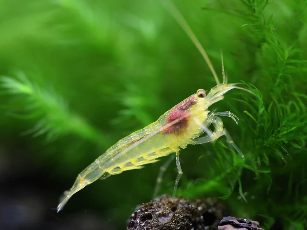 Lemon Yellow Amano Shrimp (Caridina multidentata 