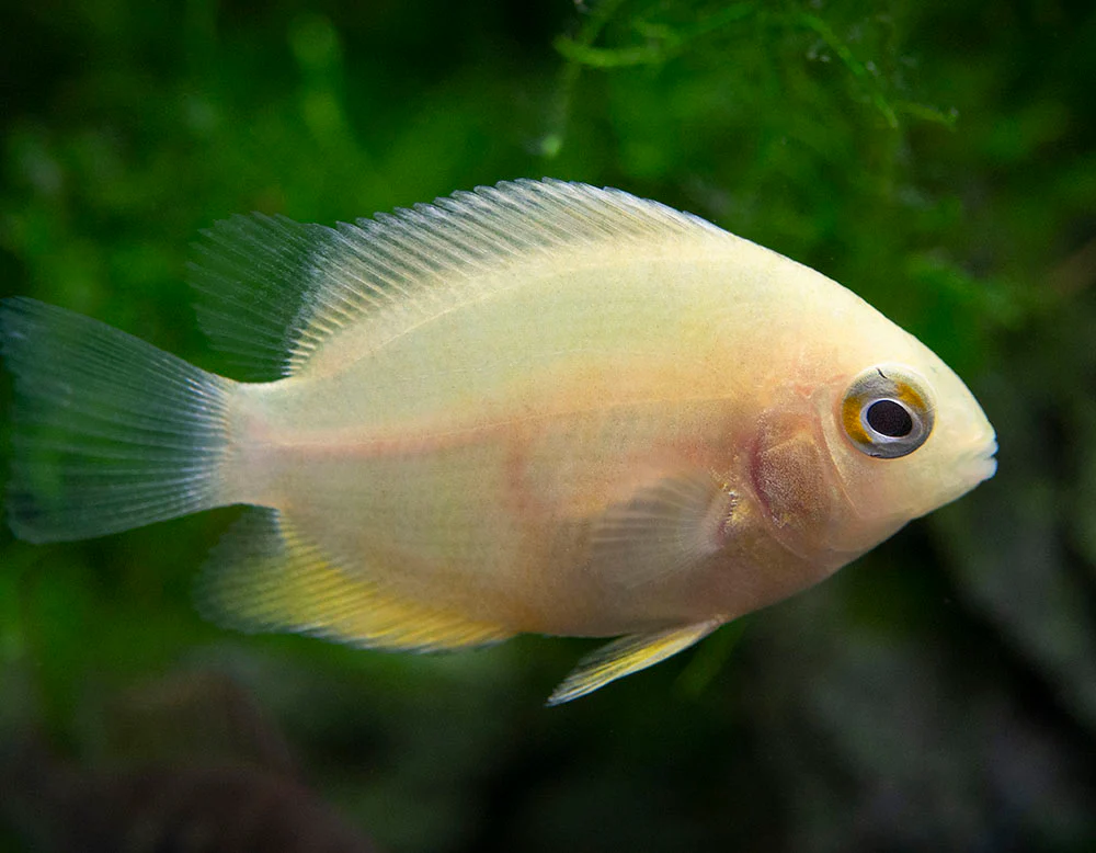 Gold Severum AKA Gold Banded Cichlid (Heros cf. efasciatus FKA H. severus), Tank-Bred - Nestor' Aquariums & Pets