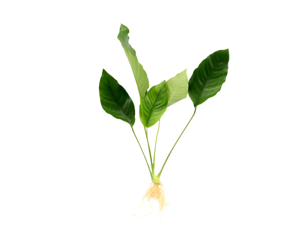Anubias barteri 'Crispus' (Anubias sp.) - Nestor' Aquariums & Pets