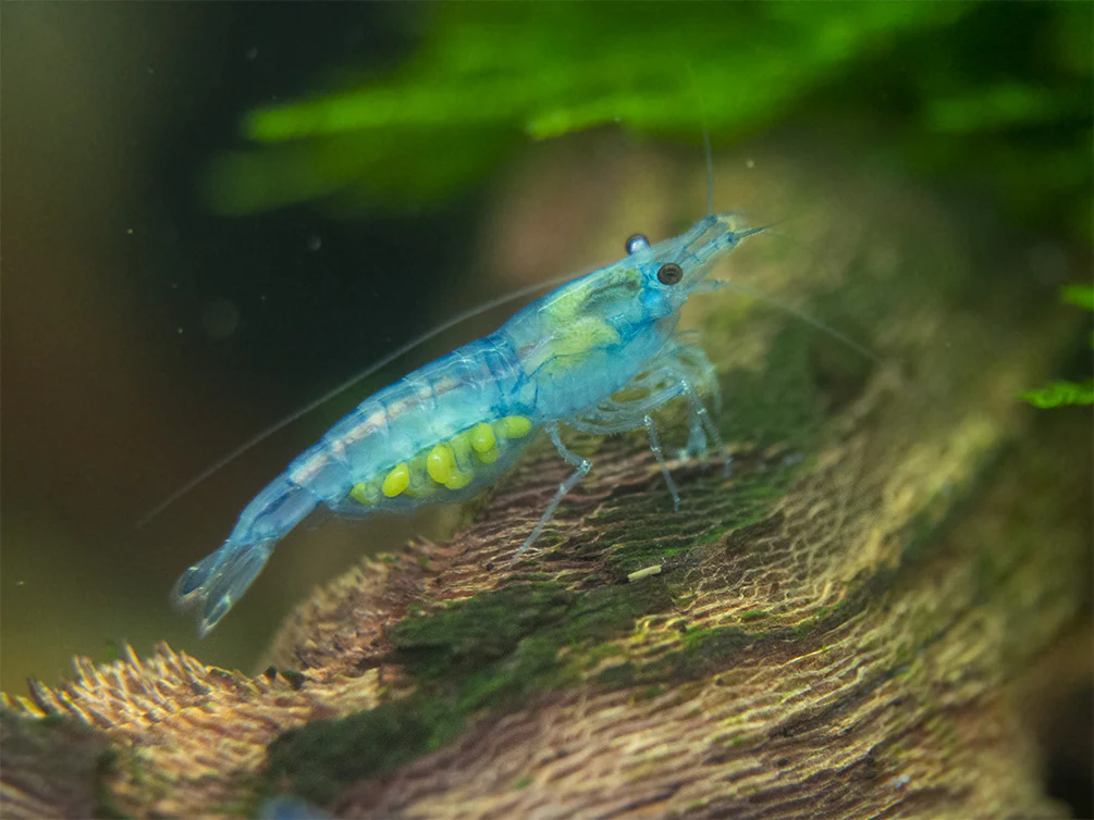 Sky Blue Velvet Shrimp Breeder Combo Box - Nestor' Aquariums & Pets