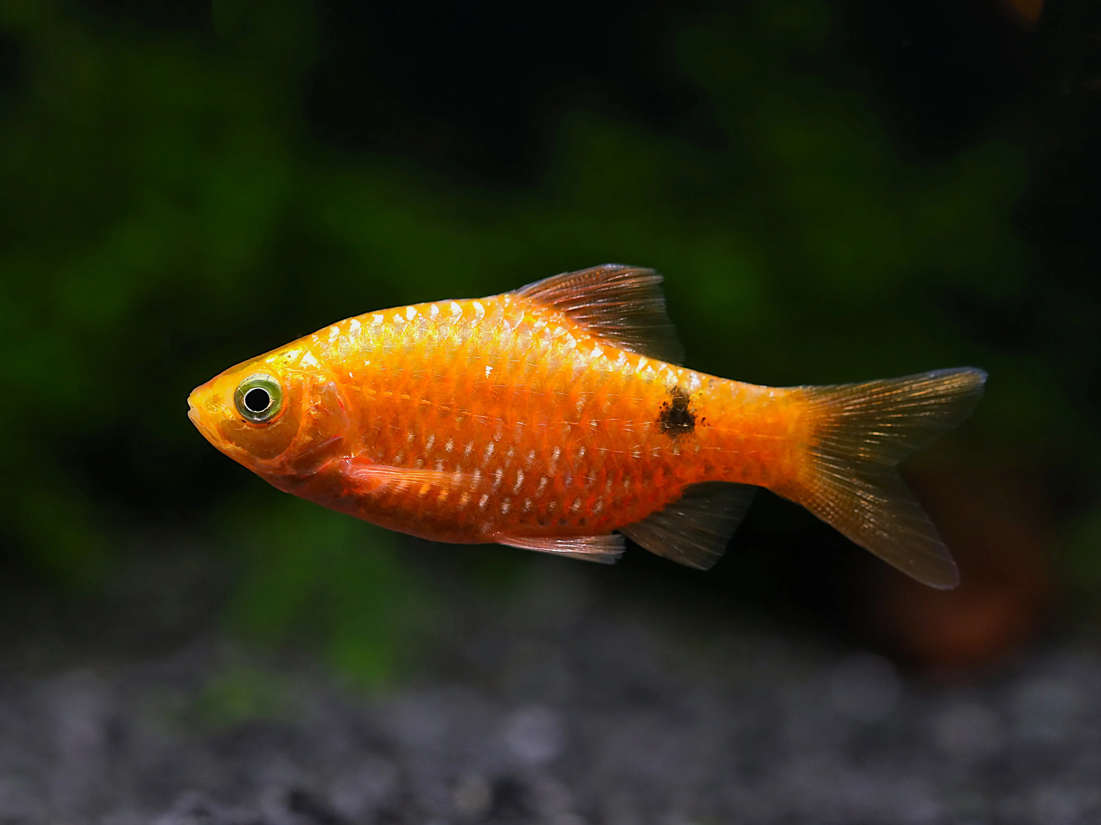 Rosy Barb (Puntius conchonius) – Tank Bred - Nestor' Aquariums & Pets