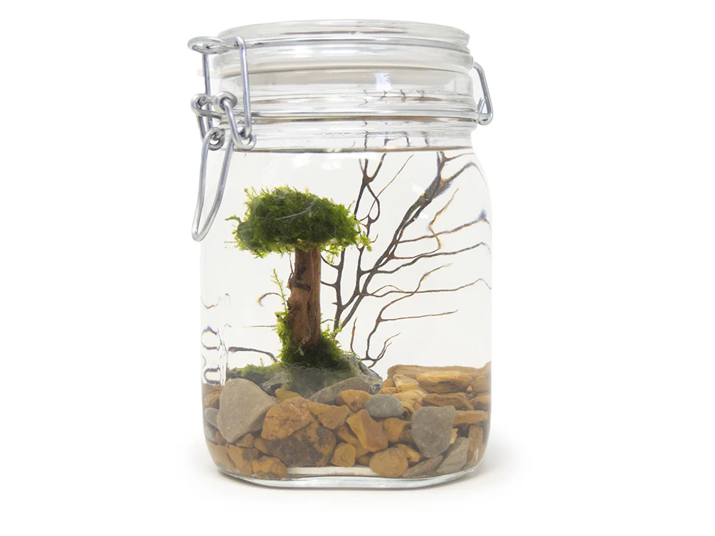 Aquatic Arts Desktop Terrarium - Nestor' Aquariums & Pets