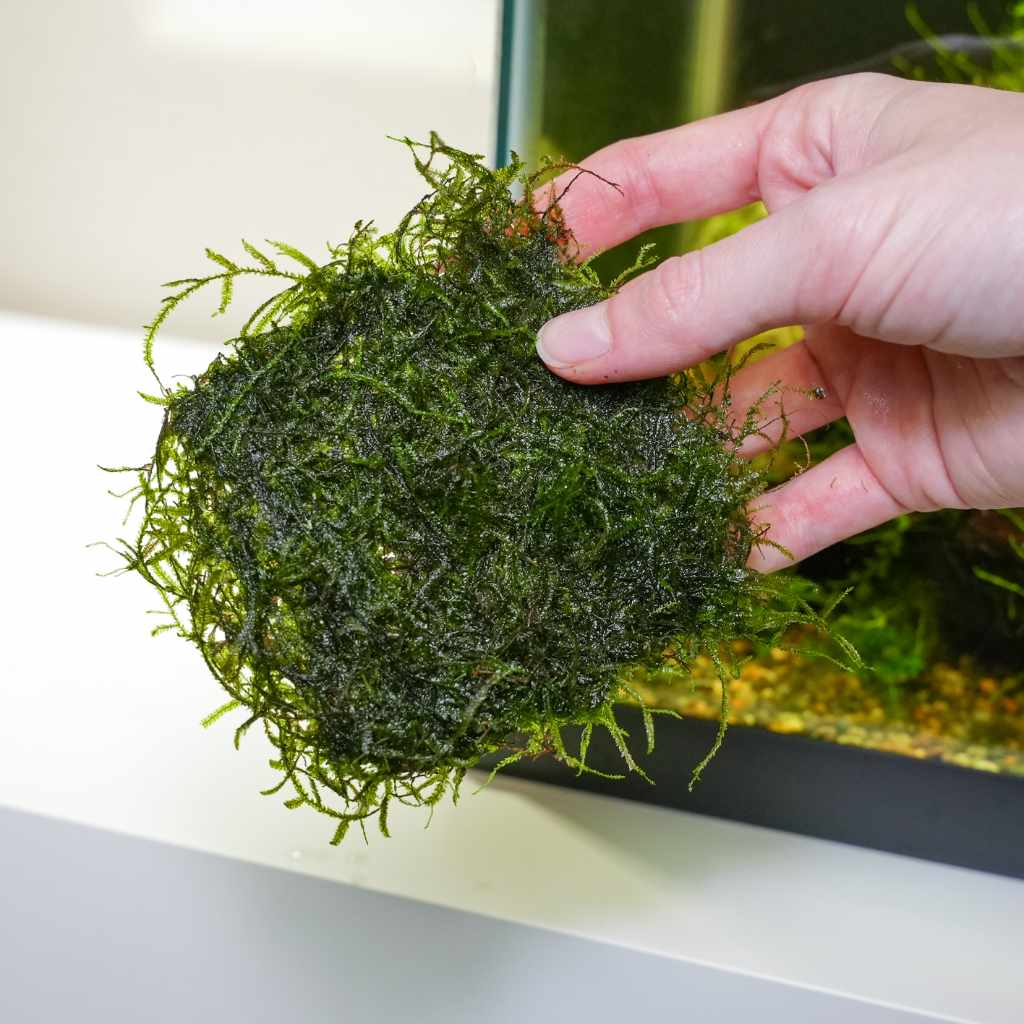 Java Moss Mat - Nestor' Aquariums & Pets