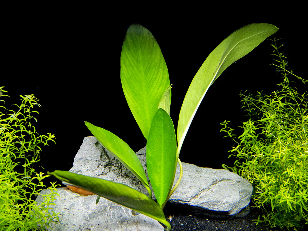 Anubias hastifolia - Nestor' Aquariums & Pets