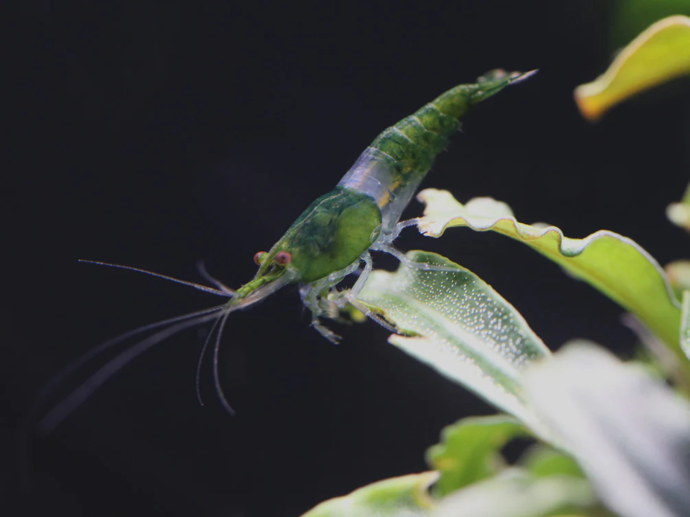 Green Rili Shrimp (Neocaridina davidi) - Tank Bred - Nestor' Aquariums & Pets