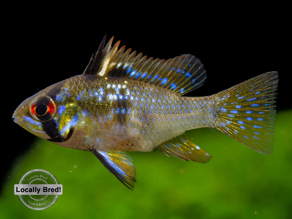 German Blue Ram Dwarf Cichlid (Mikrogeophagus ramirezi) - LOCALLY BRED!!! - Nestor' Aquariums & Pets