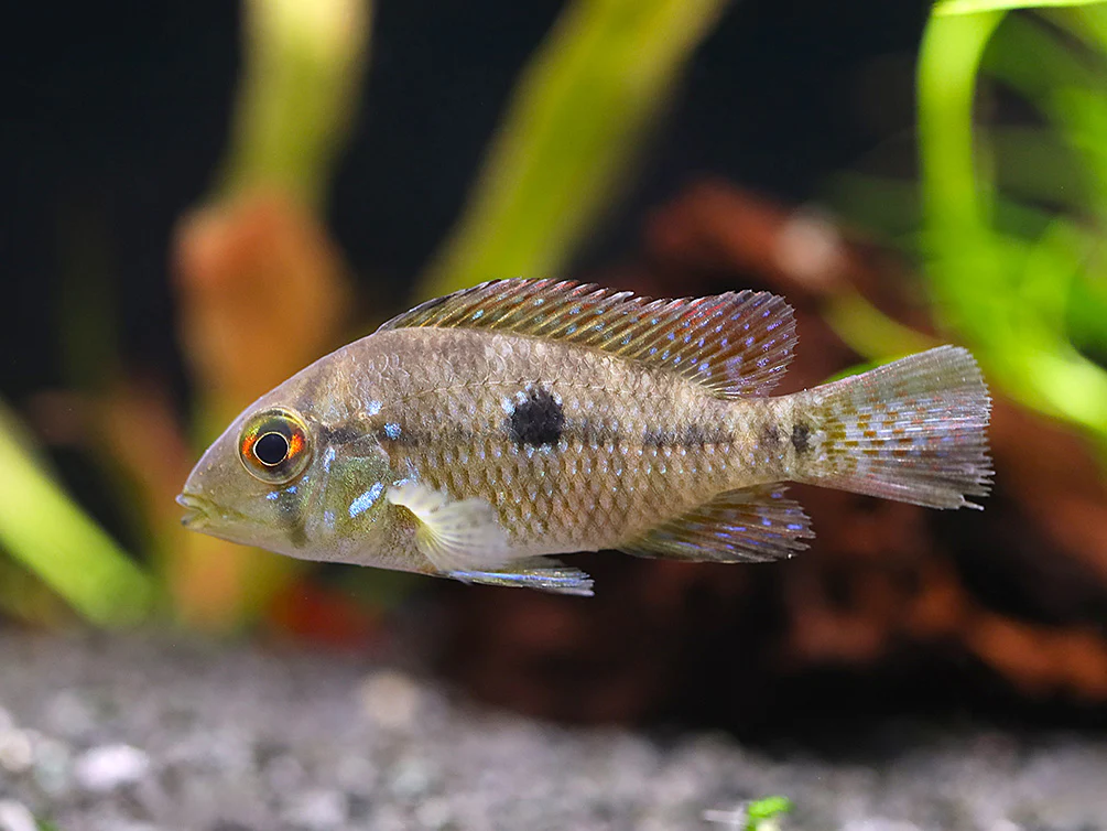 Pearl Cichlid (Geophagus brasiliensis) – Tank Bred - Nestor' Aquariums & Pets