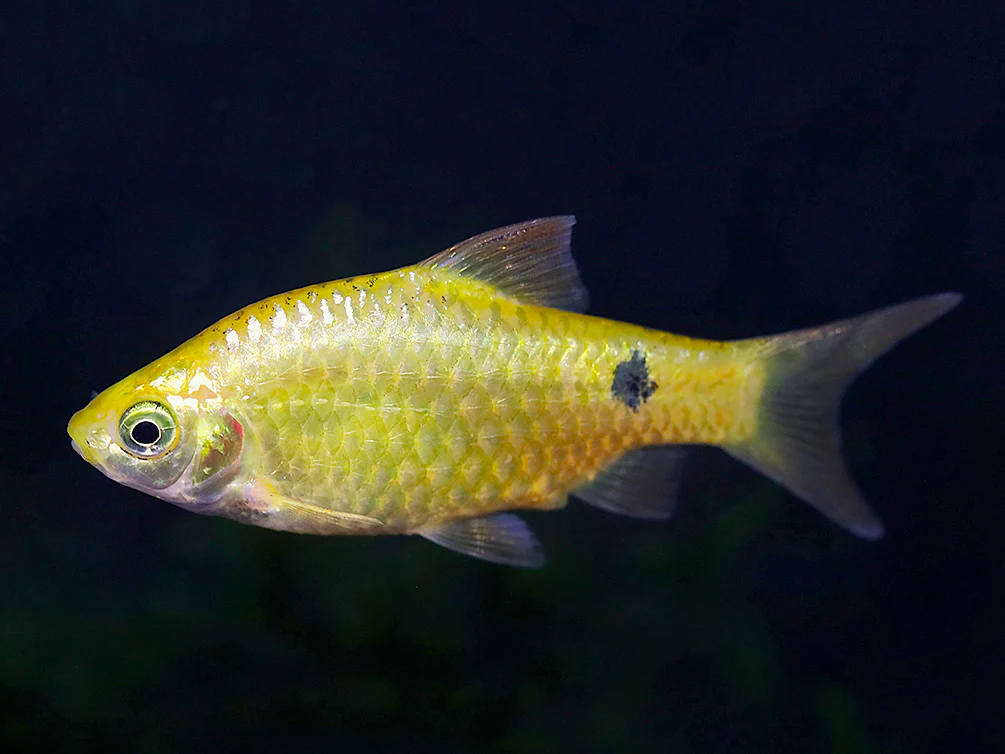 Rosy Barb (Puntius conchonius) – Tank Bred - Nestor' Aquariums & Pets