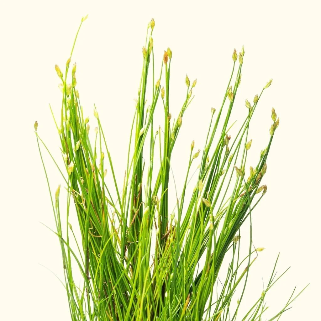 Dwarf Hairgrass - Nestor' Aquariums & Pets
