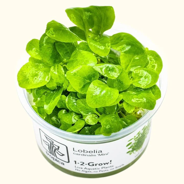Lobelia cardinalis 'Mini' Tissue Culture - Nestor' Aquariums & Pets