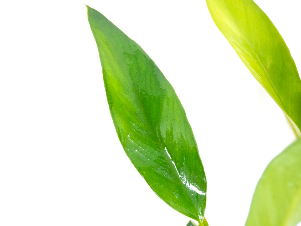 Anubias Frazeri (Anubias barteri x A. heterophylla), bare root - Nestor' Aquariums & Pets