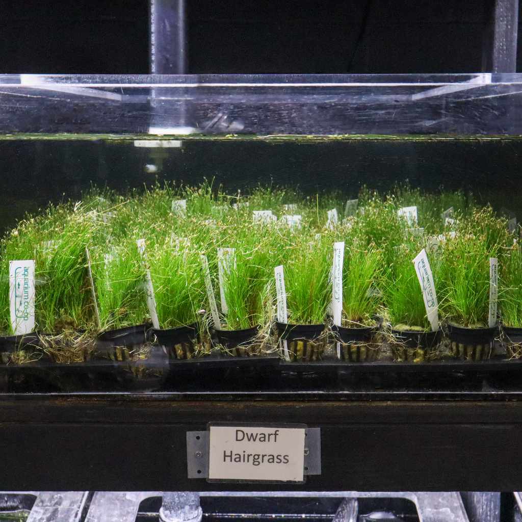 Dwarf Hairgrass - Nestor' Aquariums & Pets