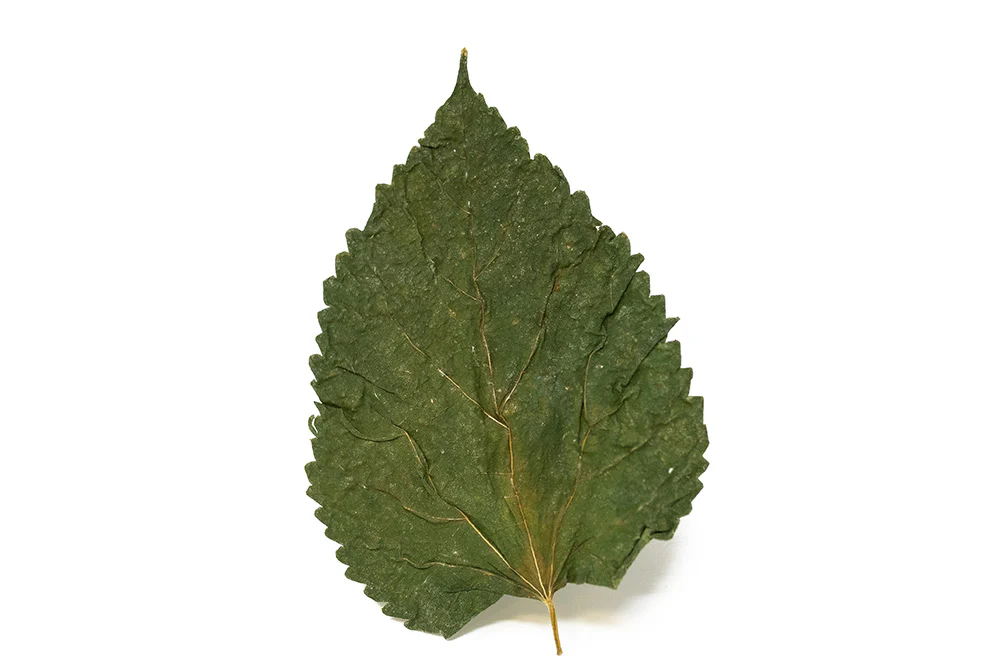 Mulberry Leaves - Nestor' Aquariums & Pets