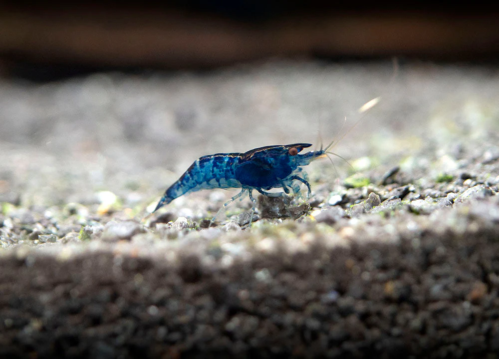 Dream Blue Velvet Shrimp Breeder Combo Box - Nestor' Aquariums & Pets