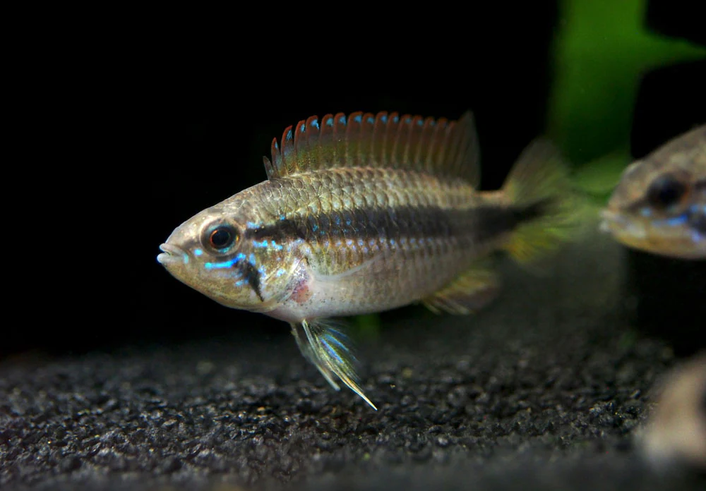 Double Red Agassizi's Dwarf Cichlid (Apistogramma cf. agassizii) - TANK-BRED!!! - Nestor' Aquariums & Pets