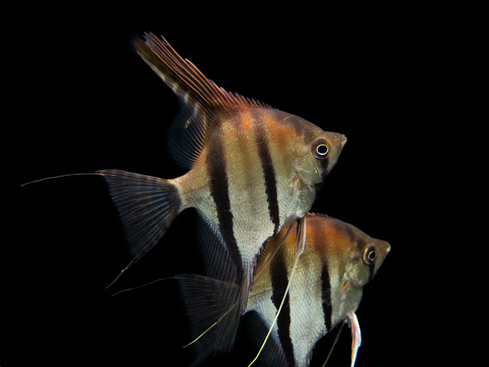 Red Shoulder Manacapuru Angelfish (Pterophyllum scalare) - TANK-BRED!!! - Nestor' Aquariums & Pets