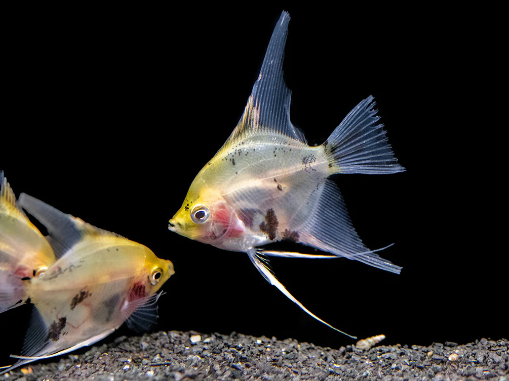 Koi Angelfish (Pterophyllum scalare) - Tank-Bred! - Nestor' Aquariums & Pets