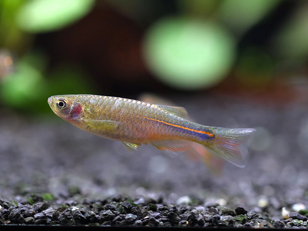 Pearl Danio (Danio albolineatus) – Tank Bred - Nestor' Aquariums & Pets