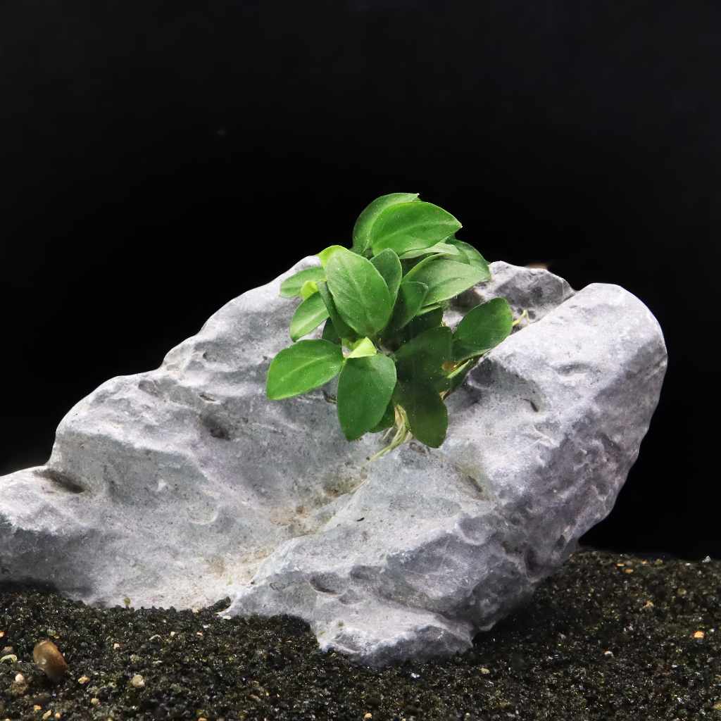 Anubias Nana Petite - Nestor' Aquariums & Pets