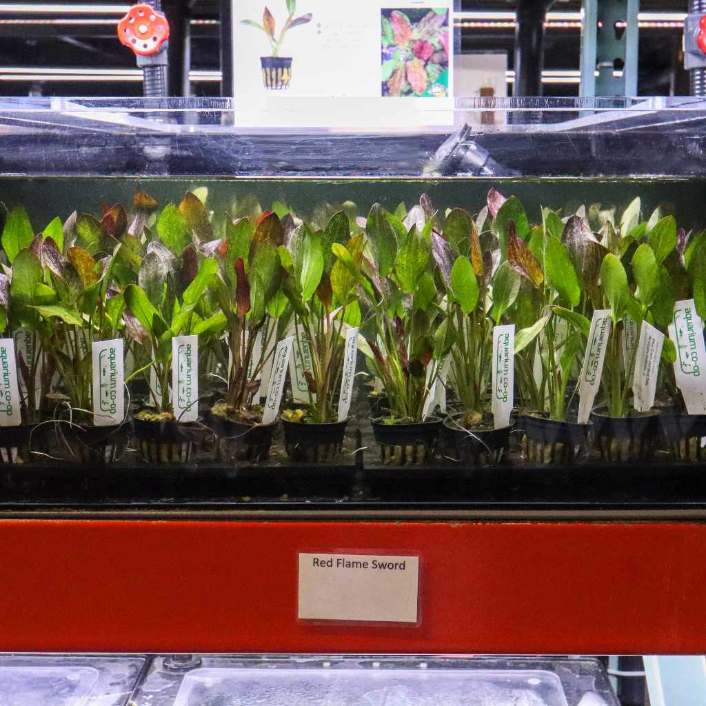 Red Flame Sword - Nestor' Aquariums & Pets