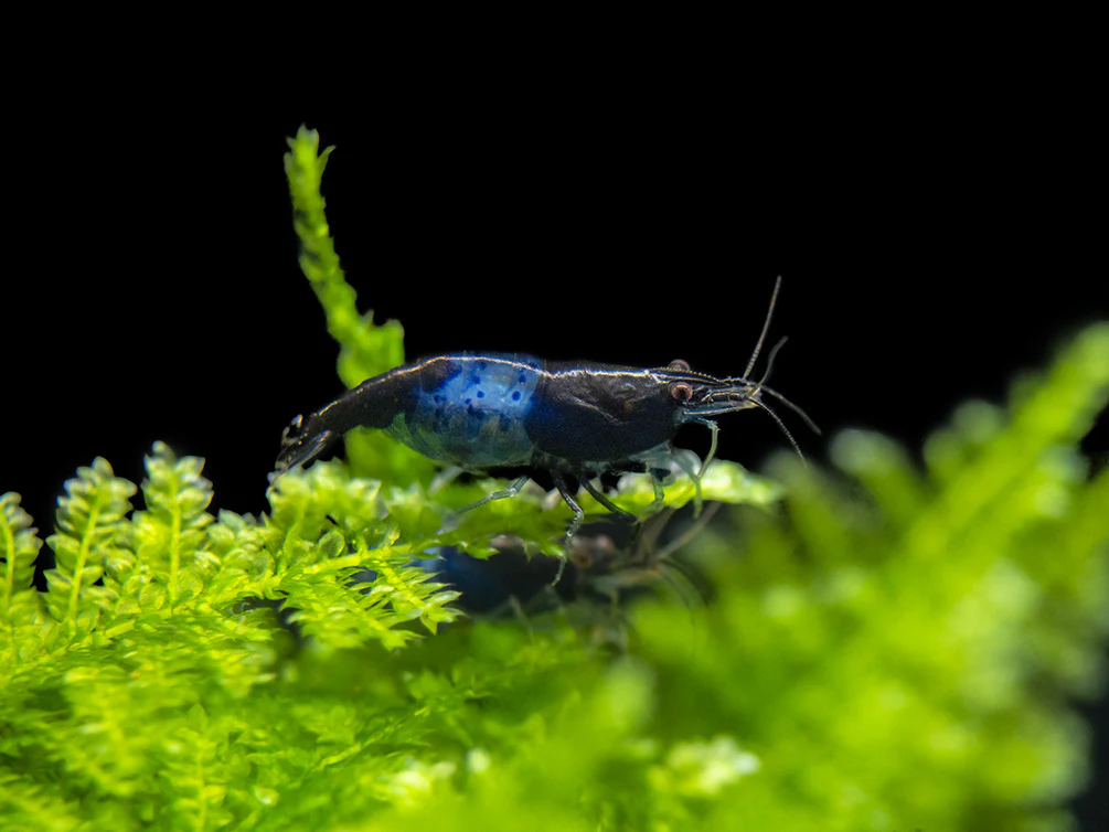 Carbon Rili Shrimp Breeder Combo Box - Nestor' Aquariums & Pets