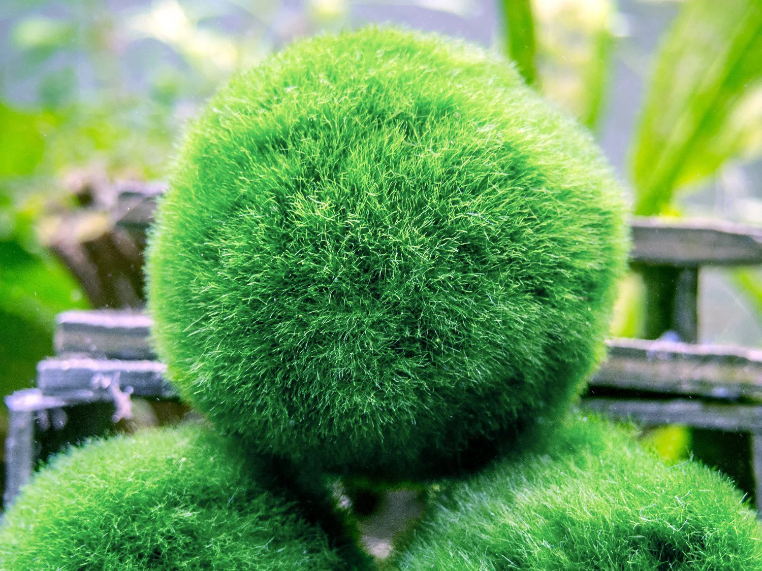 Aquatic Arts Marimo Moss Ball Fertilizer Food 8oz. - Nestor' Aquariums & Pets