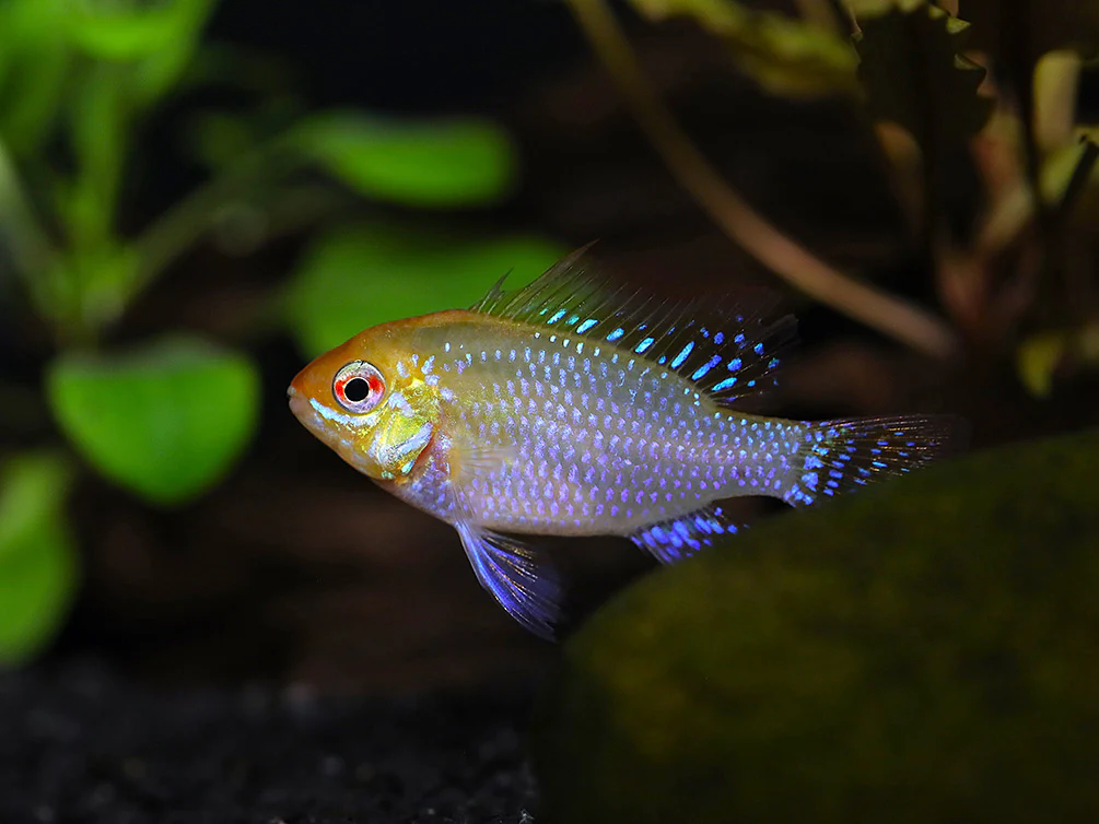 Gold Face Electric Blue Ram Cichlid (Mikrogeophagus ramirezi 