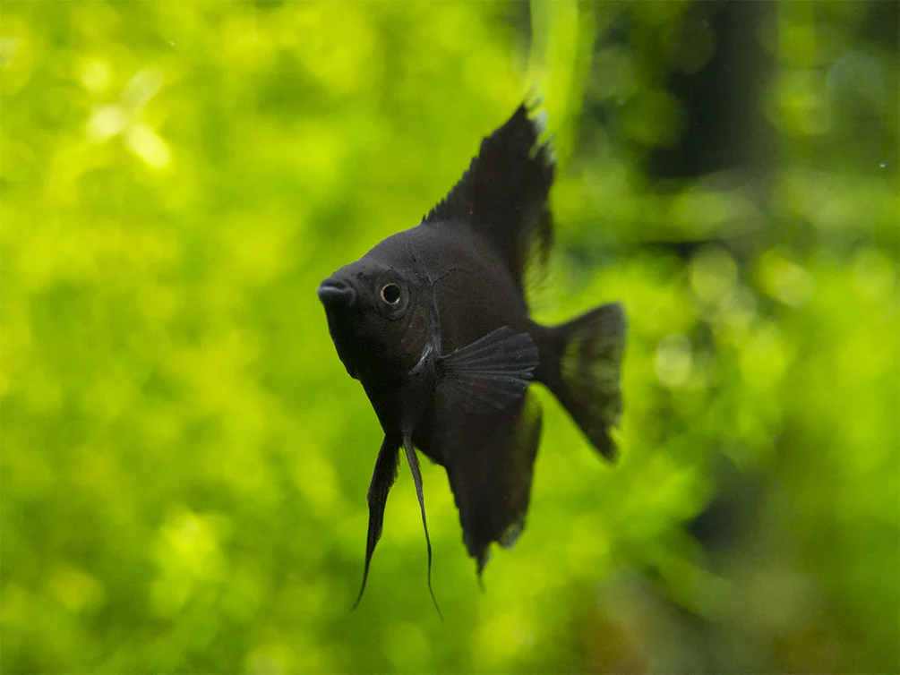 Black Angelfish (Pterophyllum scalare), Tank-Bred - Nestor' Aquariums & Pets
