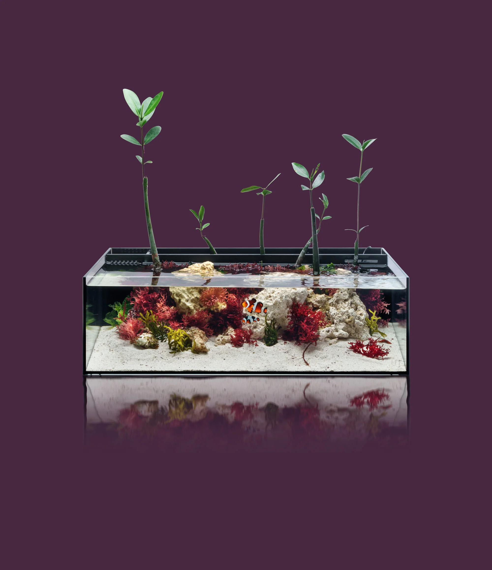 UNS Dual All-In-One Glass Aquarium Tank - Nestor' Aquariums & Pets