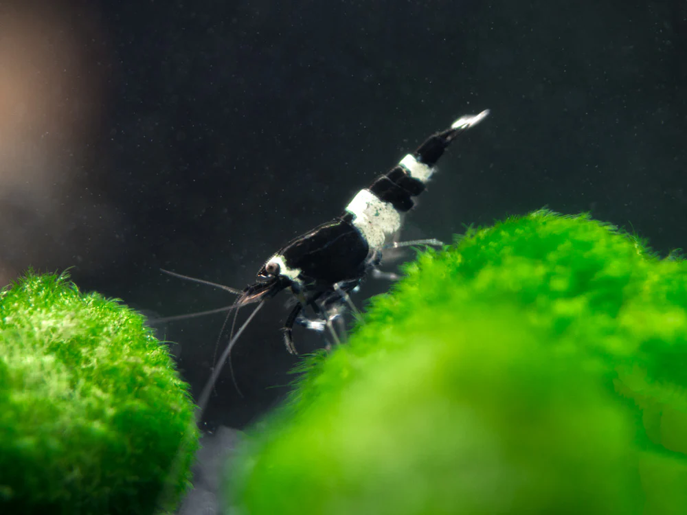 Black King Kong AKA Black Bolt Shrimp (Caridina cantonensis), A-S Grade, Tank-Bred! - Nestor' Aquariums & Pets