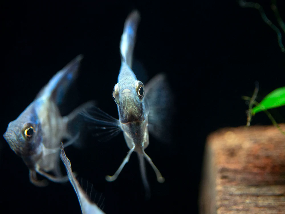 Avatar Turkey Green Angelfish (Pterophyllum scalare 