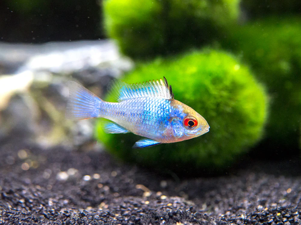 Electric Blue Ram Dwarf Cichlid (Mikrogeophagus ramirezi 