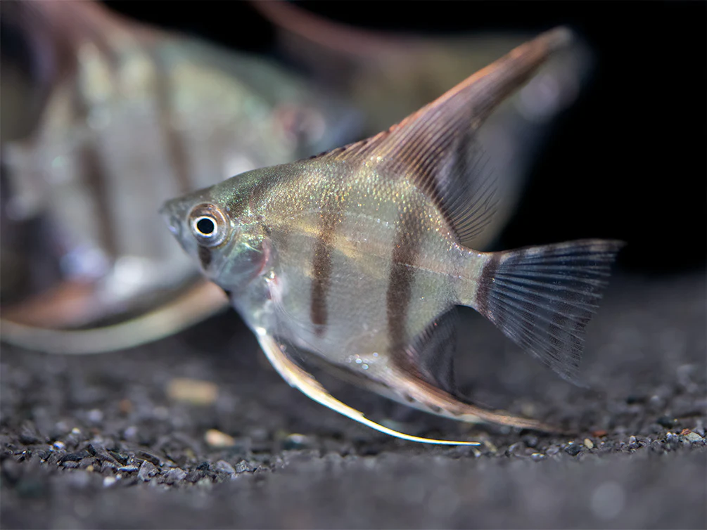 Redback Amapa Angelfish (Pterophyllum scalare) - TANK-BRED!!! - Nestor' Aquariums & Pets