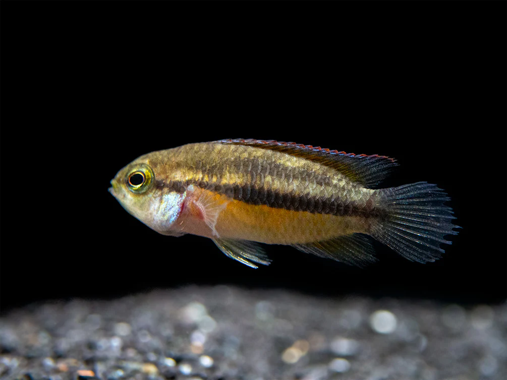 Golden Dwarf Cichlid (Nannacara anomala), - Tank Bred - Nestor' Aquariums & Pets