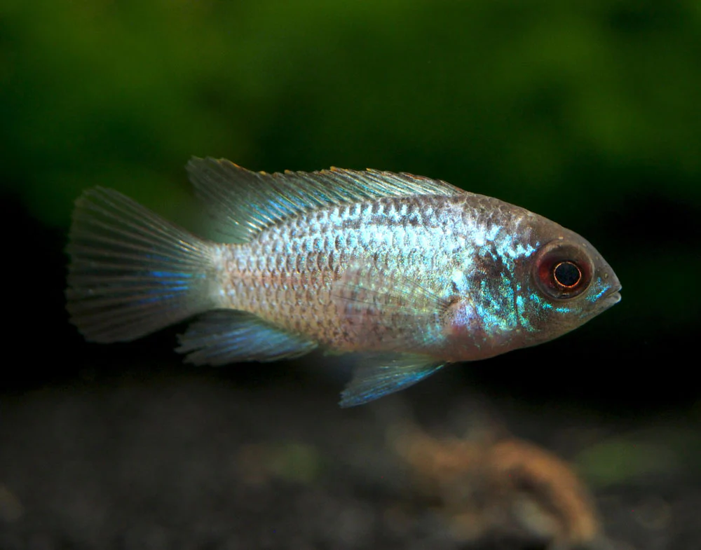 Electric Blue Acara Cichlid (Andinoacara pulcher hybrid), Tank-Bred! - Nestor' Aquariums & Pets