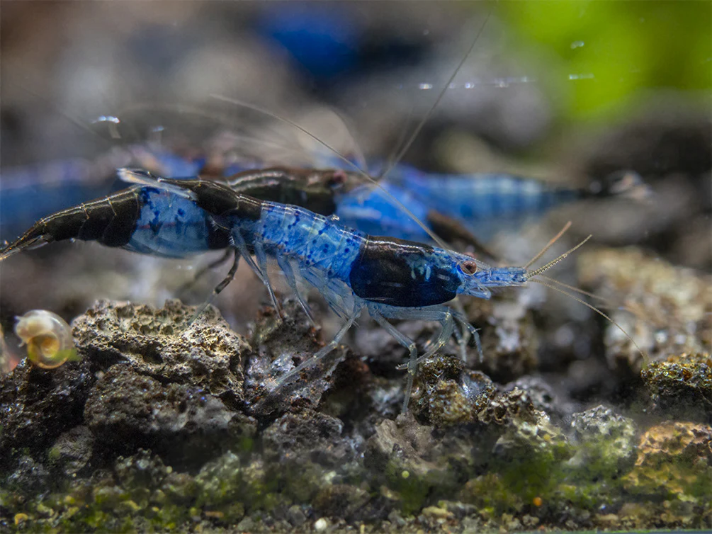Blue Rili Shrimp (Neocaridina davidi), Tank-Bred - Nestor' Aquariums & Pets