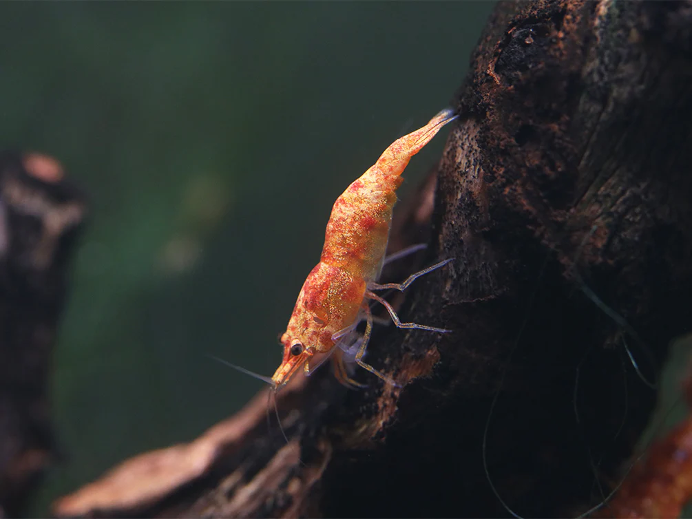 Calico Sunkist Shrimp (Neocaridina Davidi) Tank Bred - Nestor' Aquariums & Pets