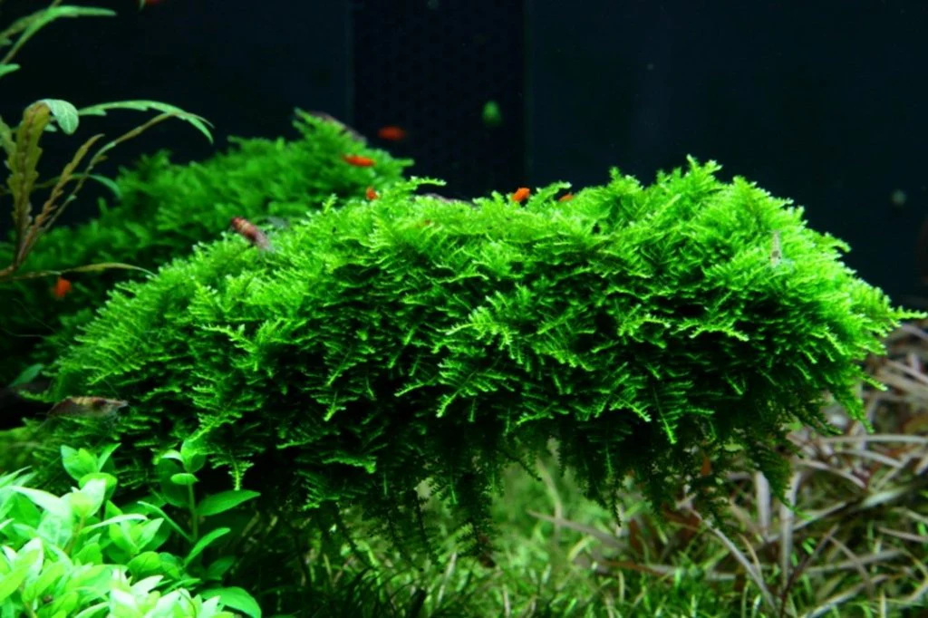 Vesicularia Dubyana 'Christmas Moss' Tissue Culture - Nestor' Aquariums & Pets