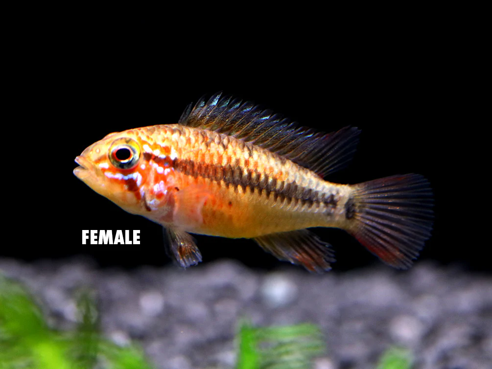 Viejita Dwarf Cichlid (Apistogramma viejita) - Tank Bred! - Nestor' Aquariums & Pets