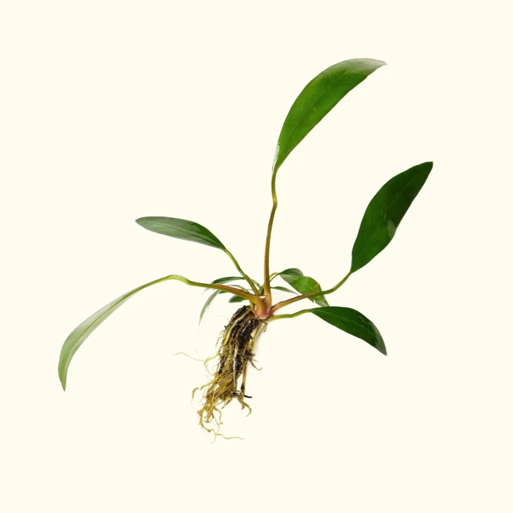 Anubias Lanceolata - Nestor' Aquariums & Pets